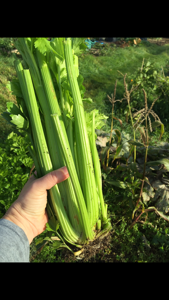 Allotment/Veg Patch Thread 6 -  Weed 'em and Reap!