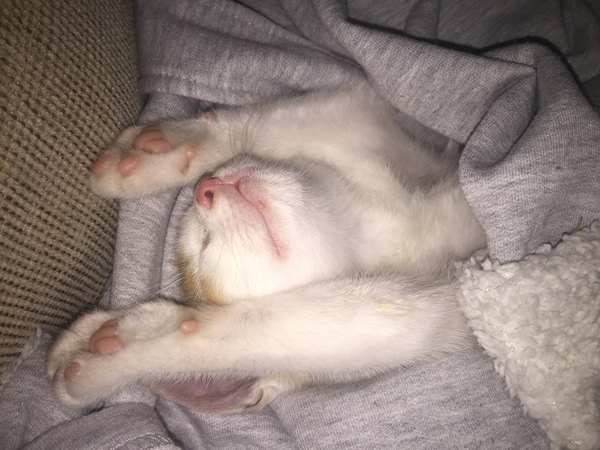 I love my cat so much it hurts. Is this normal?