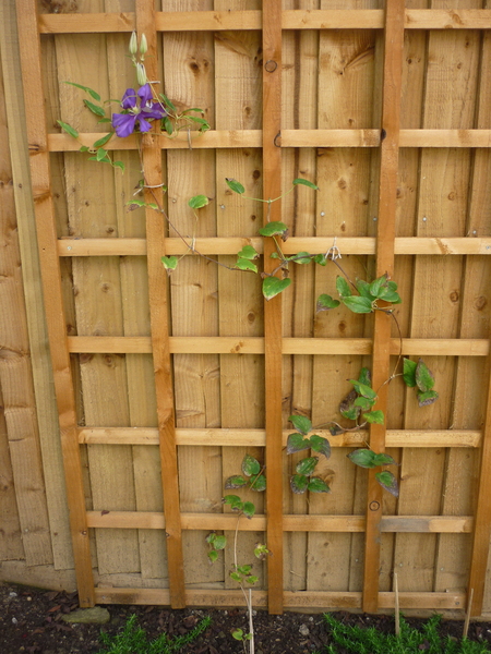 what is wrong with my clematis?