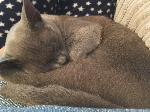 I really fucking love cats!!