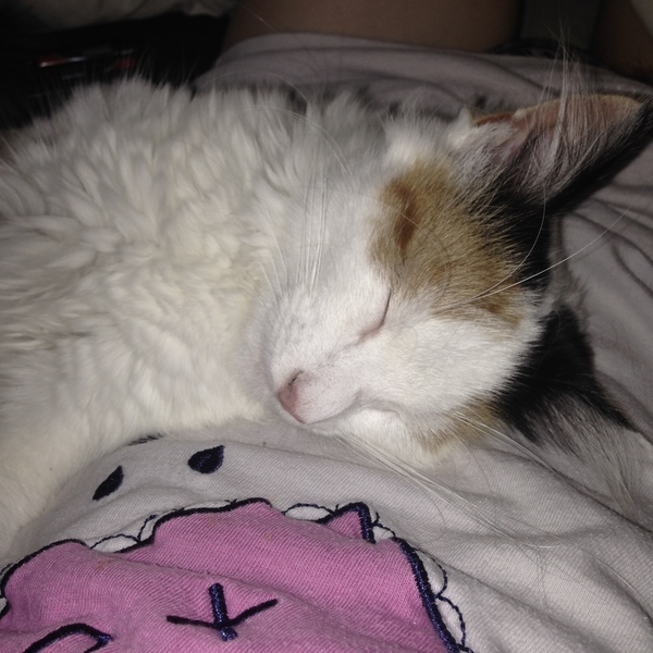 I really fucking love cats!!
