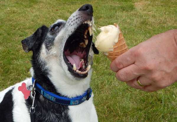 To ask you to share your slightly less than beautiful but much-loved pet pics
