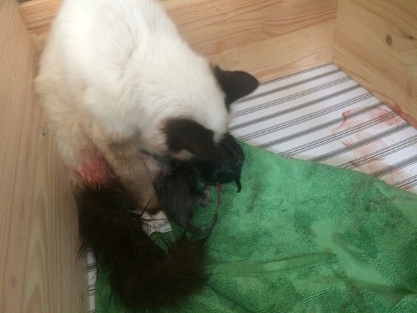 Ye gods, my cats gone and got herself knocked up