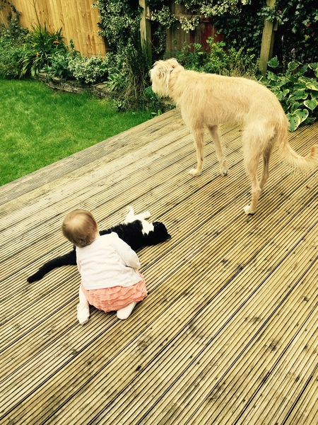 To ask you to share your slightly less than beautiful but much-loved pet pics
