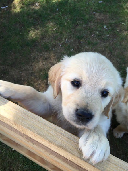 Going to meet our potential new puppy today