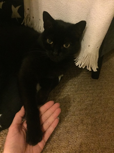 I love my cat so much it hurts. Is this normal?