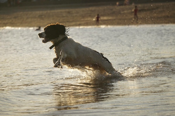 Tell me about your springer spaniels please!