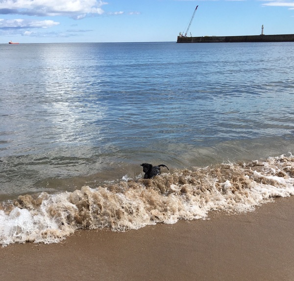 Brave Babes Battle Bus - Holding our heads up like thistles