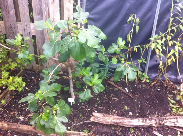 Allotment/Veg Patch Thread 6 -  Weed 'em and Reap!