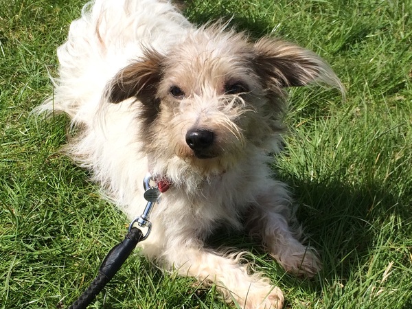 Adopting a dog from an overseas rescue centre. WWYD?