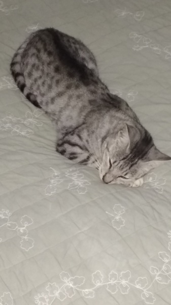 Thread for Bengal owners.