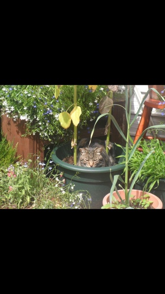Photos of cats in gardens anyone?
