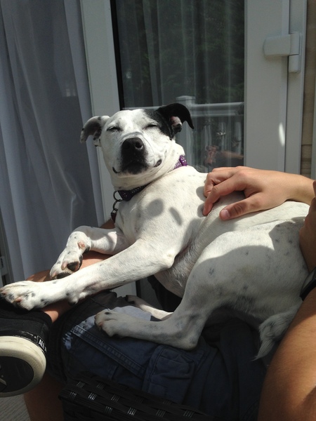 To ask you to share your slightly less than beautiful but much-loved pet pics