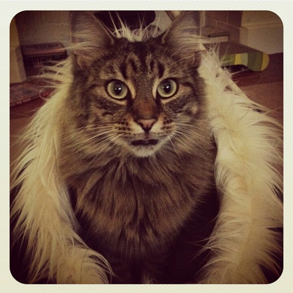 Cat photo thread!