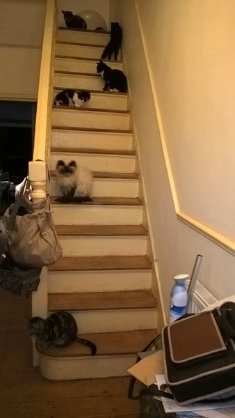 Is four cats too many?