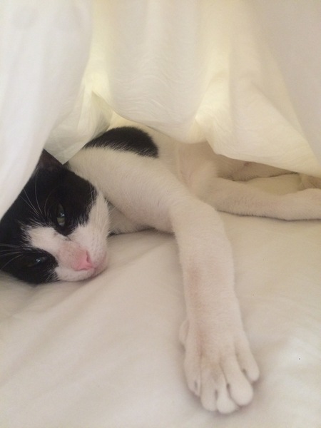 I really fucking love cats!!