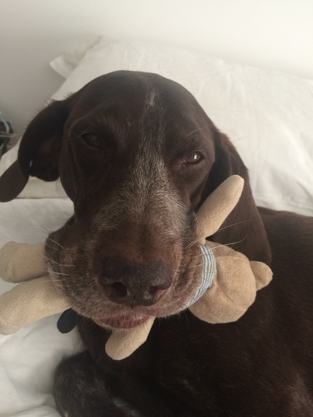 To ask you to share your slightly less than beautiful but much-loved pet pics