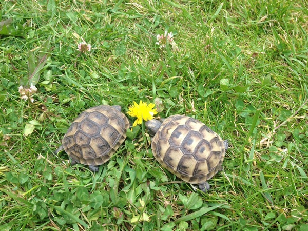 Tell us about your child's most unusual pets for a chance to win a Little Adventurers book plus a Muddy Puddles EcoSplash rain mac