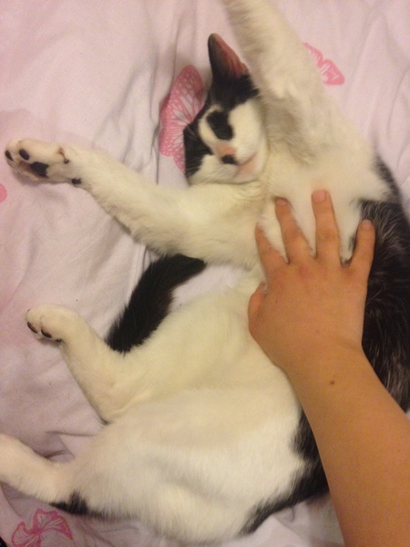 Cat photo thread!