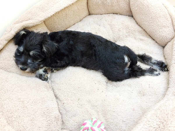 aibu to be so upset about the puppy being shaved