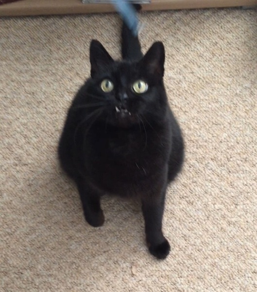 To ask you to share your slightly less than beautiful but much-loved pet pics