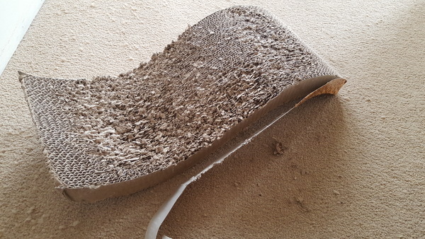 Anyone seen a scratching board/bed like this?