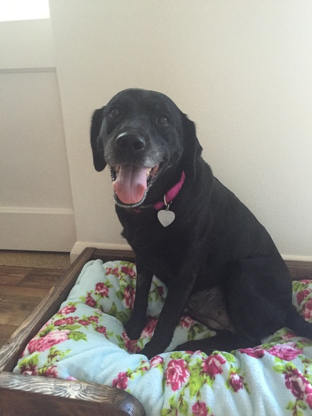 Adopting a dog - tips on settling her in