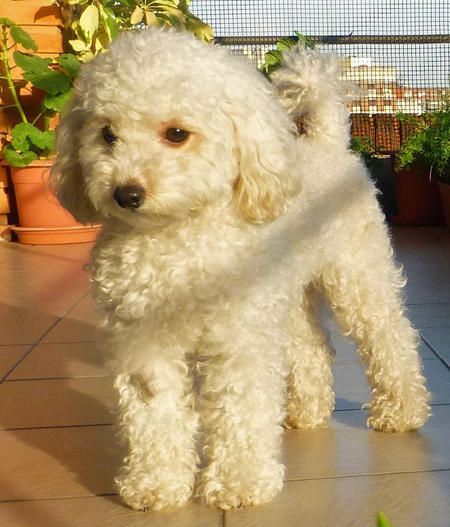 Will all breeds eventually form a poodle puddle?