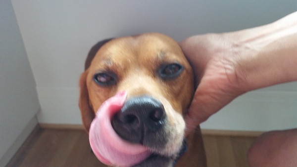 To ask you to share your slightly less than beautiful but much-loved pet pics