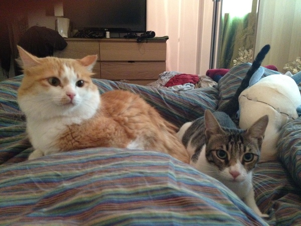 I really fucking love cats!!