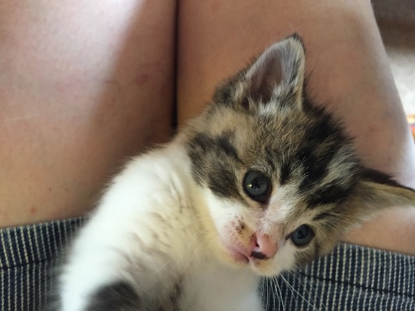 I really fucking love cats!!