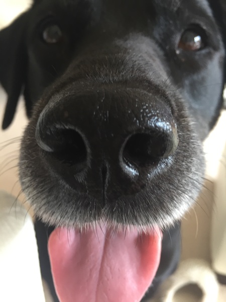 Adopting a dog - tips on settling her in
