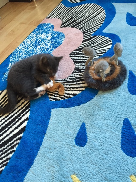 Cat photo thread!