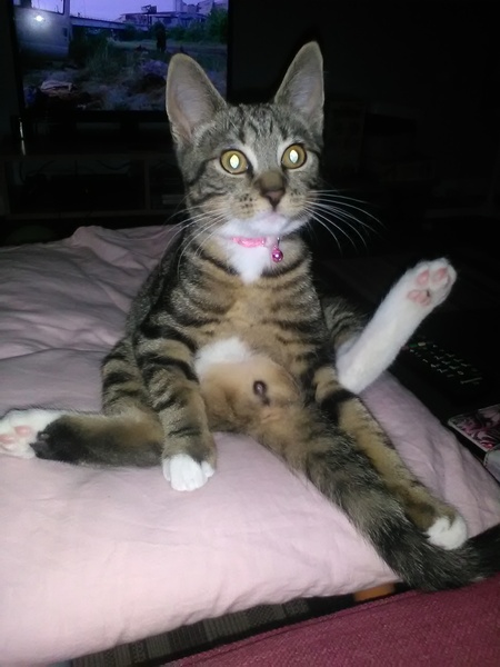 I really fucking love cats!!