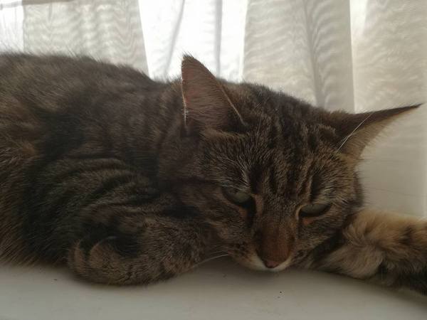 to secretly get rid of our kitten and tell the DC that it ran away?