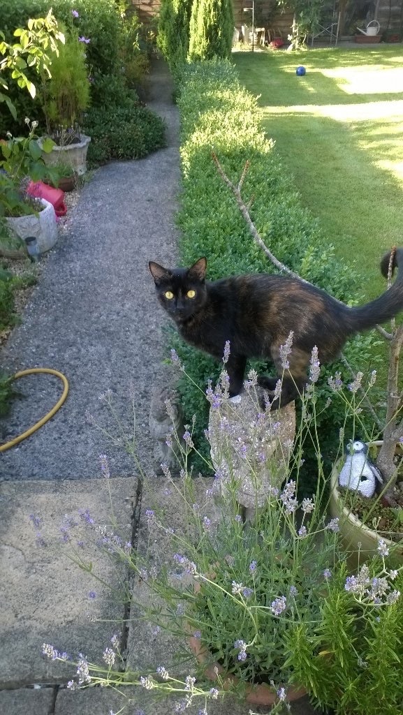 I really fucking love cats!!