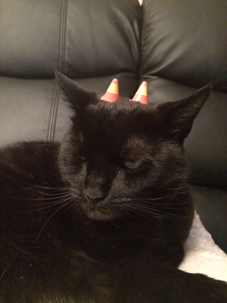 Balancing objects on cats.