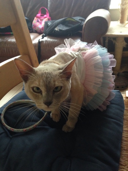 Balancing objects on cats.