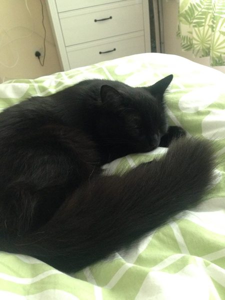 To ask you to share your slightly less than beautiful but much-loved pet pics