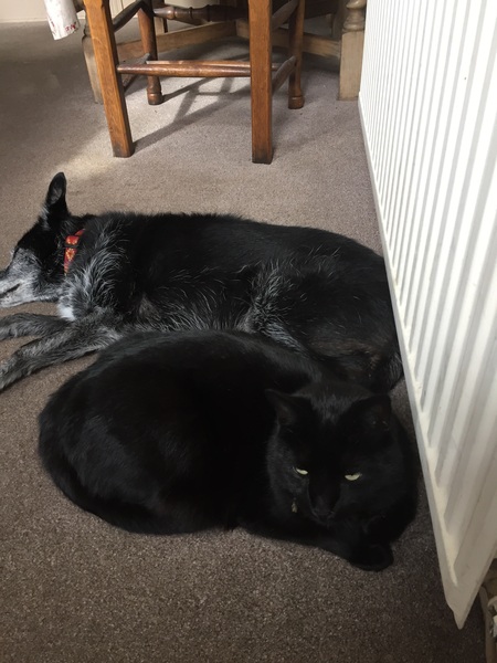 my darling is on her last lap - I need a bit of support