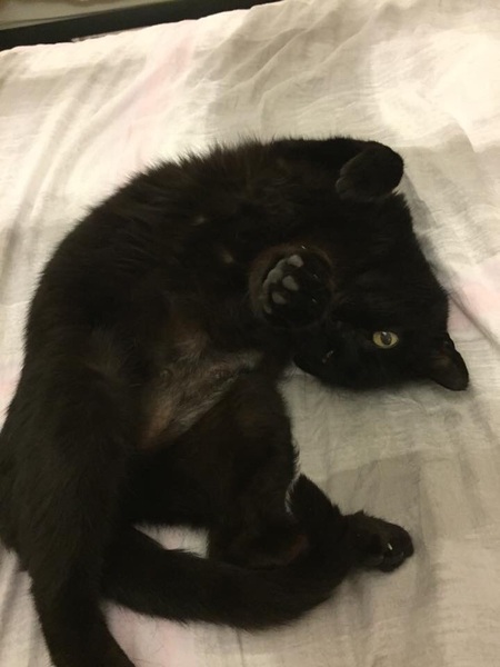 I really fucking love cats!!