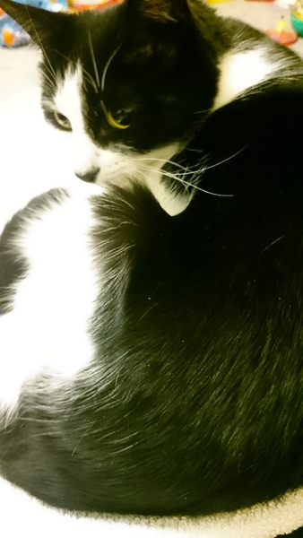 The Friendly Frugaleers, figuring out our finances with furry feline photos!