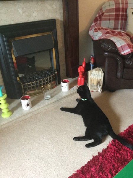 I really fucking love cats!!