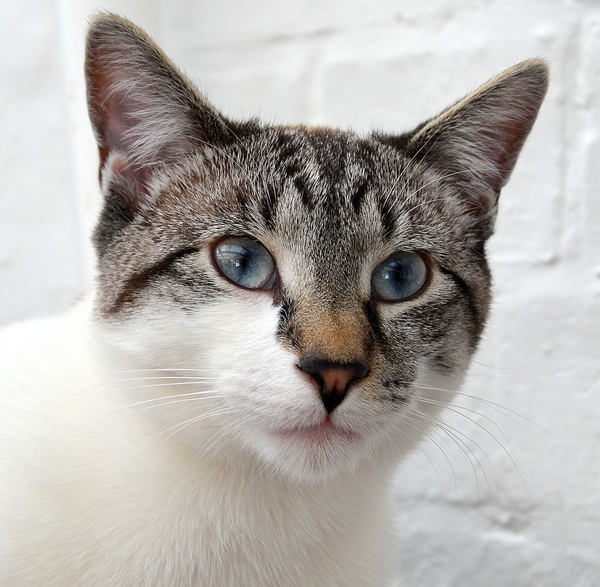 to secretly get rid of our kitten and tell the DC that it ran away?