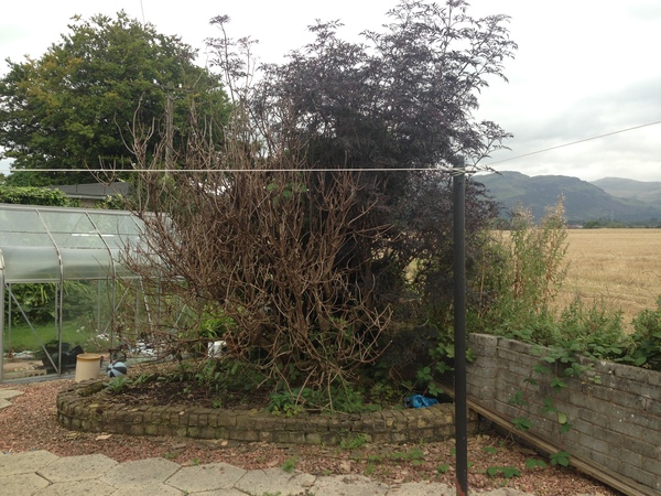 What has happened to my bushes?