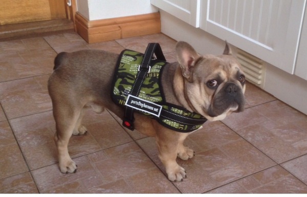 To ask you to share your slightly less than beautiful but much-loved pet pics