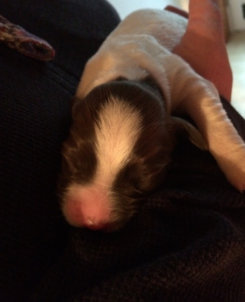 Help with puppy name please 🐶