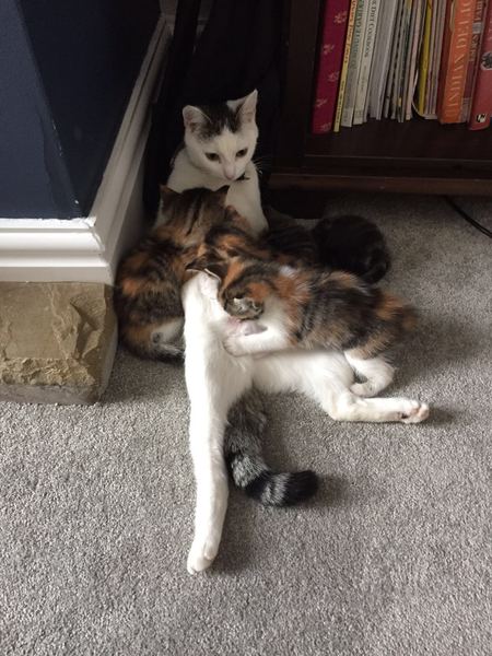 To ask you to share your slightly less than beautiful but much-loved pet pics