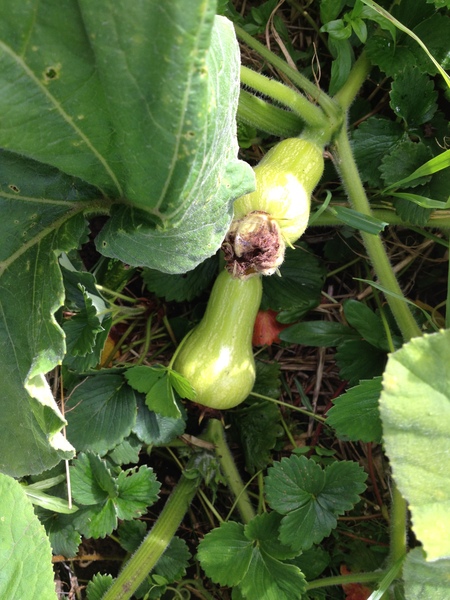 Allotment/Veg Patch Thread 6 -  Weed 'em and Reap!