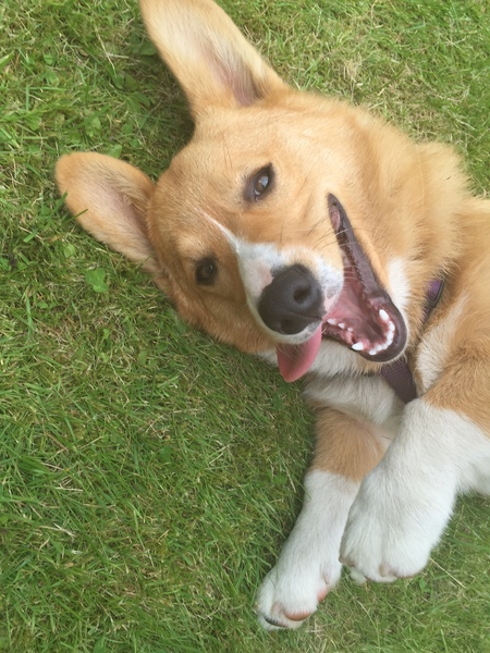 Can anyone recommend a breed?